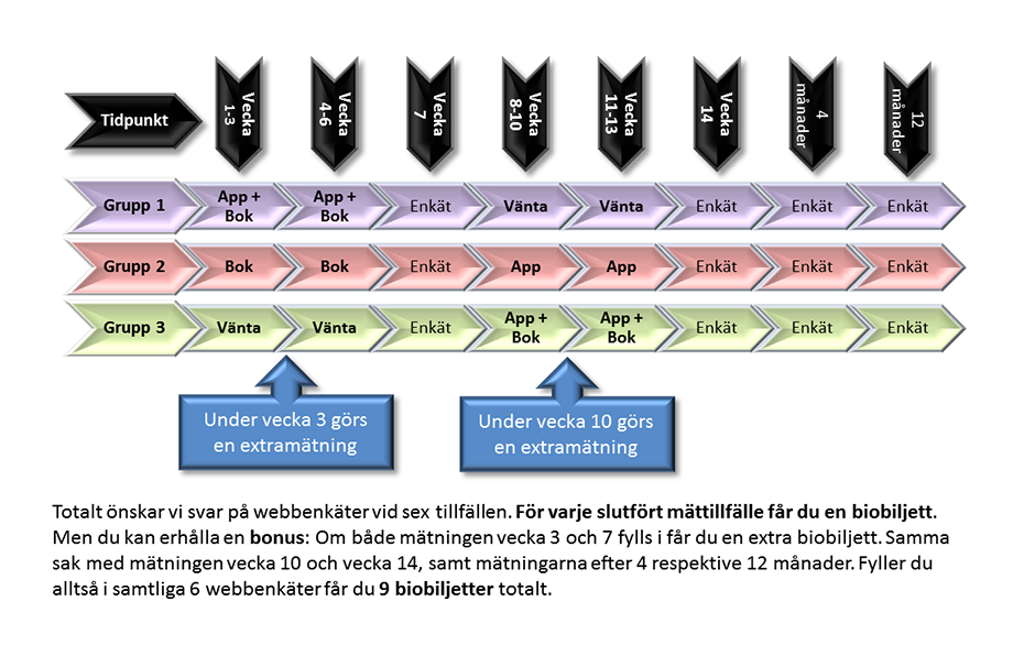 Beskrivning av vad som händer i de tre olika grupperna vid olika tidpunkter